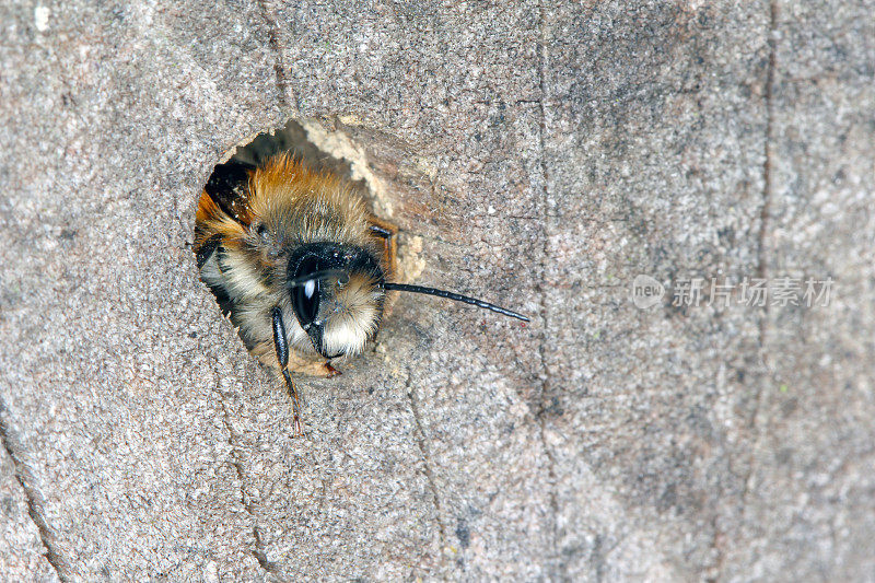 野蜂Osmia bicornis (Osmia rufa)是石蜂的一种，又称红石蜂。